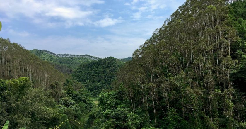 China’s Suriname’s forests deprived of trees