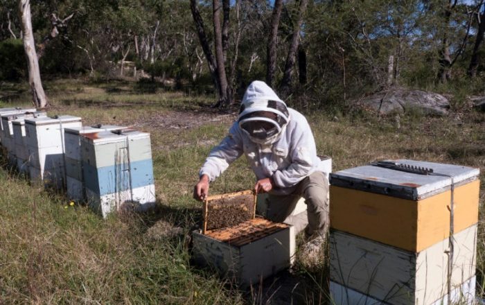 Australia, NZ clash over manuka honey label
