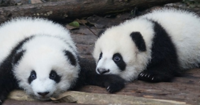 Panda politics at play once more between Japan and China